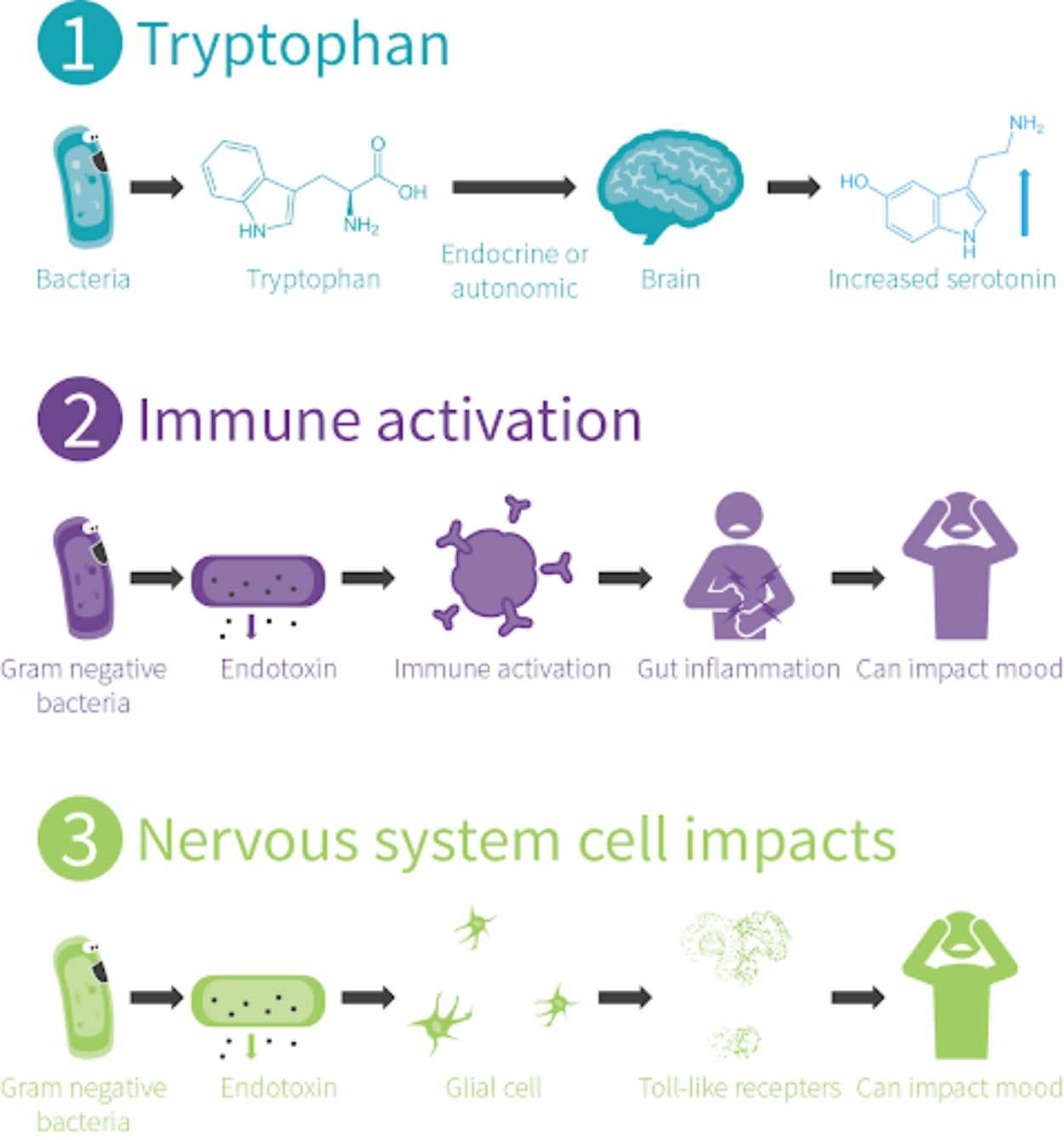 Graphic diagram figure sourced from Examine regarding the connection between the microbiome and mental health.